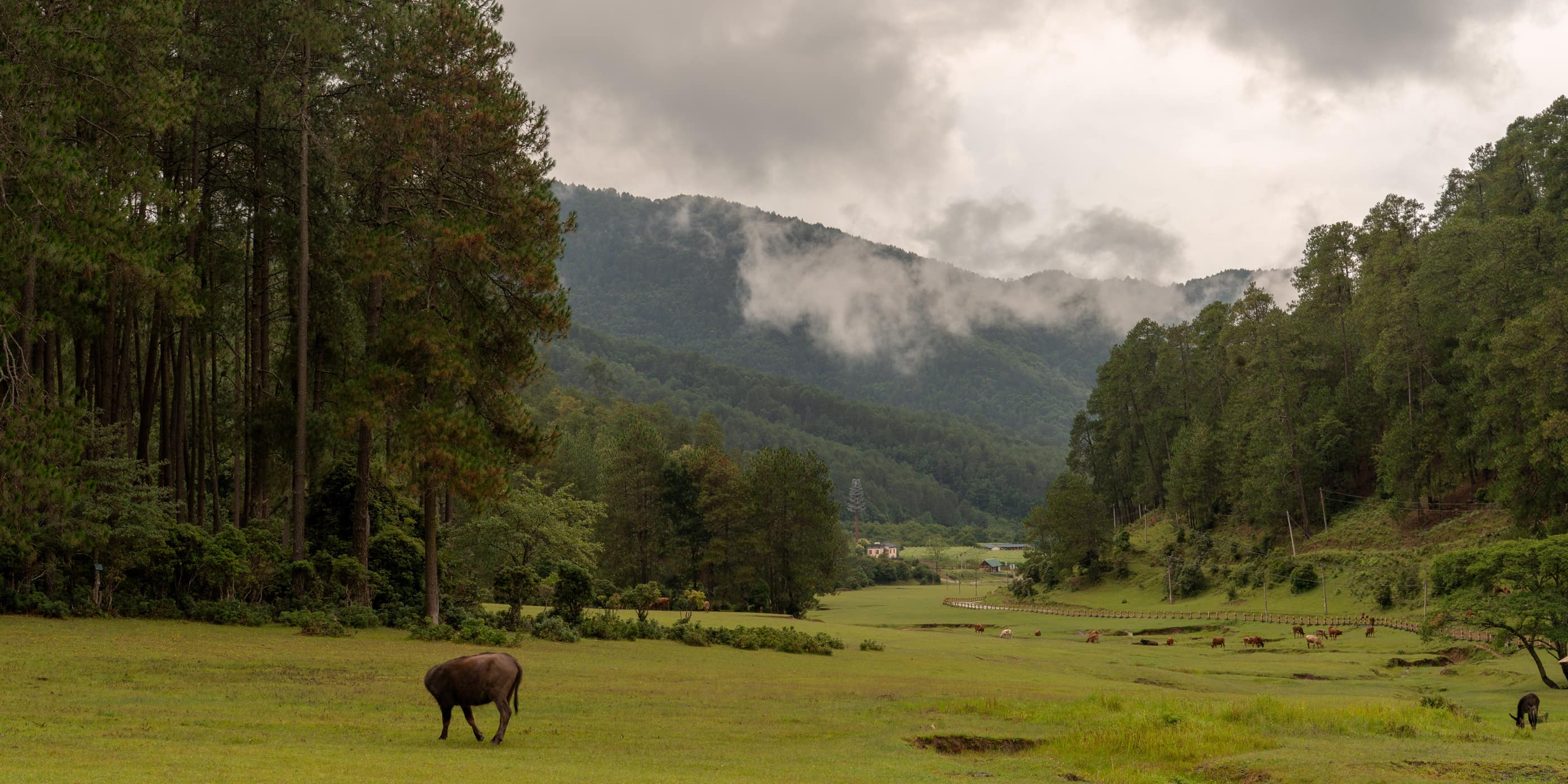 A horse grazing in a green Dali valley after rain