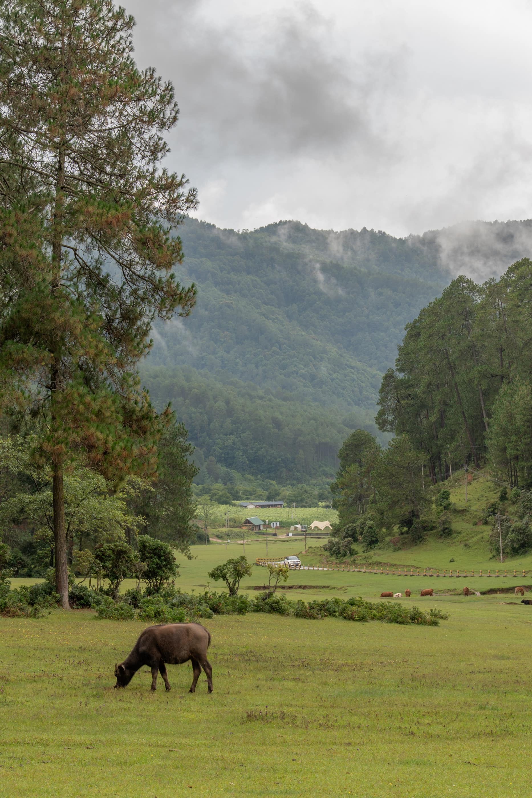 A horse grazing beneath misty mountain slopes